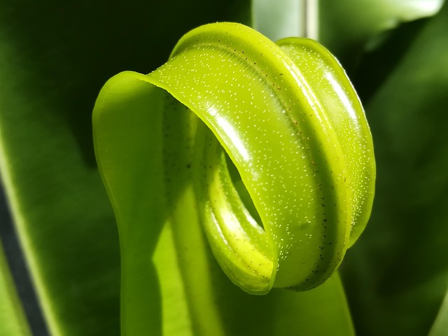 Free Fern Nature photo and picture