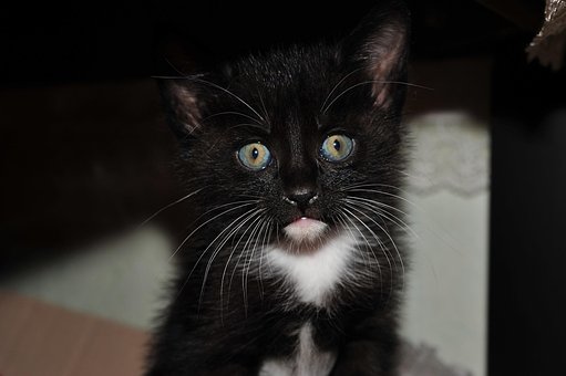 Pisică, Animal, Nero, Pisica