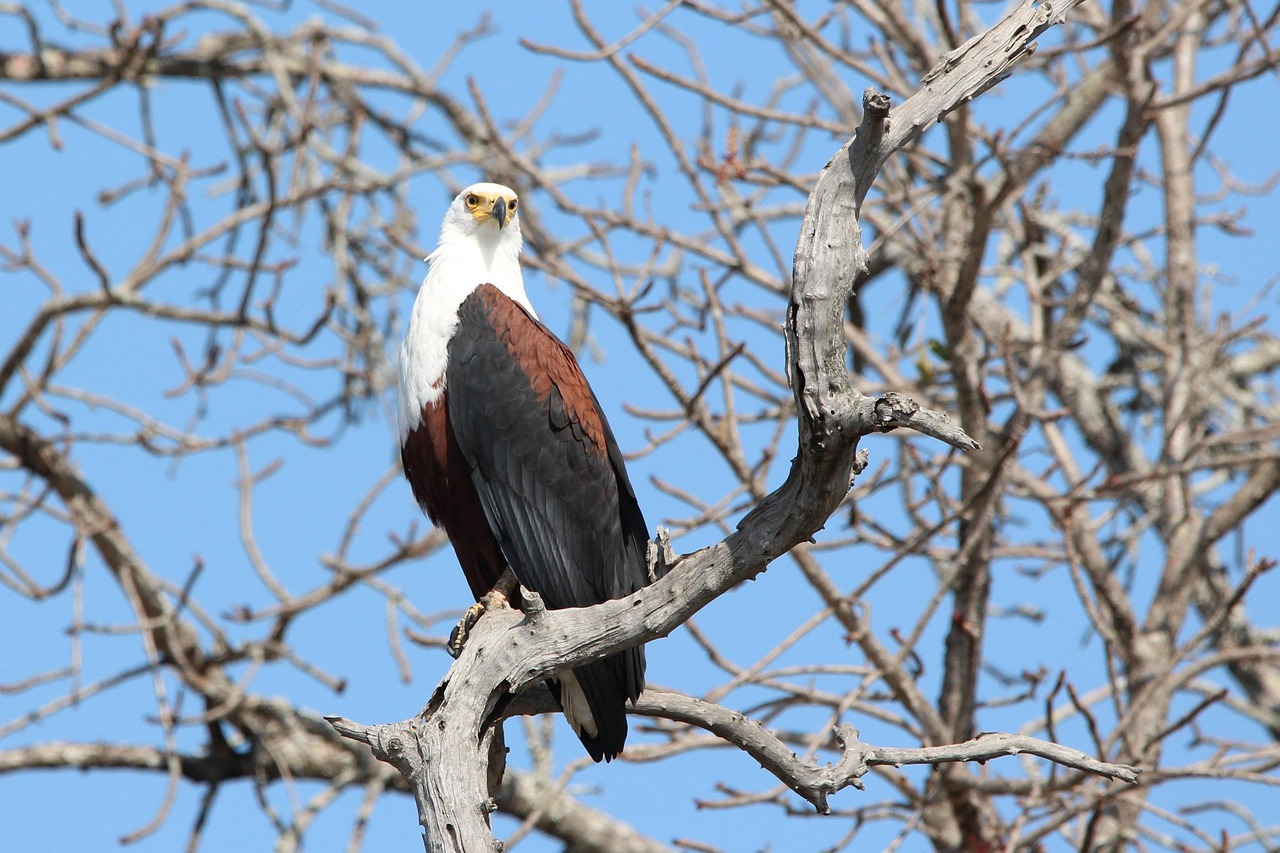 Fish Eagle - free online jigsaw puzzle photo