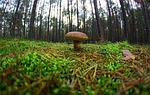 mushroom, chestnut boletus, forest