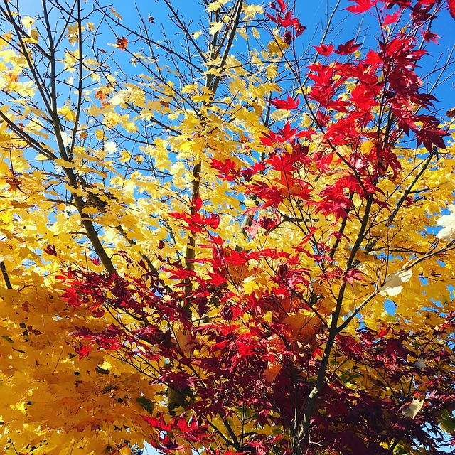 Free Fall Leaves photo and picture