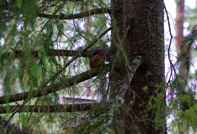 Free Squirrel Tree photo and picture