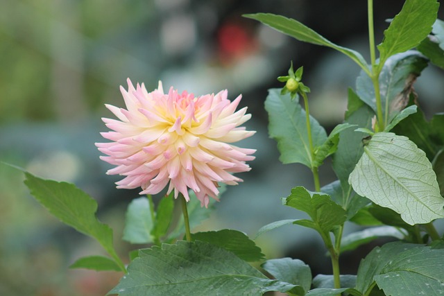 Blomst, Haven, Hjemmets Have