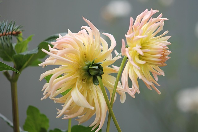 Blomster, Blomst Tapet, Blomst Baggrund