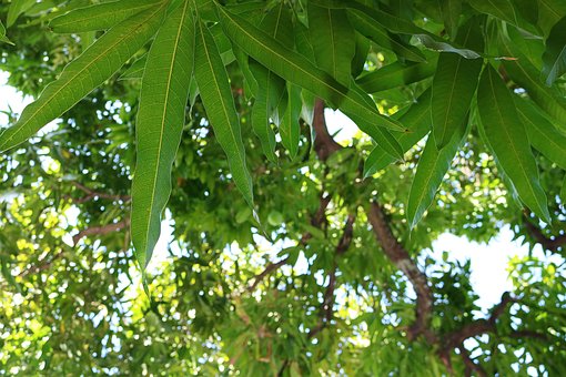Ark, Fruktbart, Natur, Tre, Green