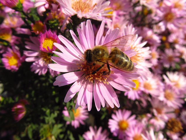 Free Honey Bee Bee photo and picture