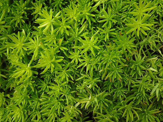 Plant, Green, Leaf, Nature