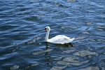 swan, lake, river