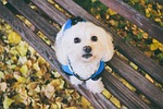 maltese dog, dog, animal
