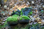 shoes, moss, forest