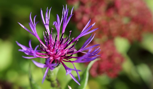 Blume, Blüte, Lila, Schöne Blumen