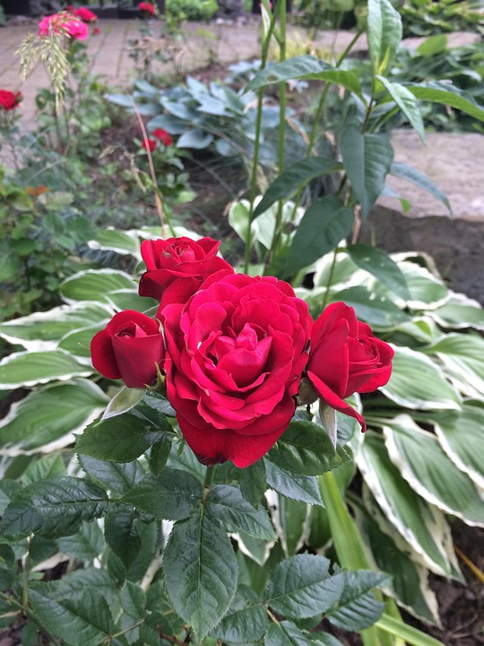 Rose Garden Flower Free photo on Pixabay