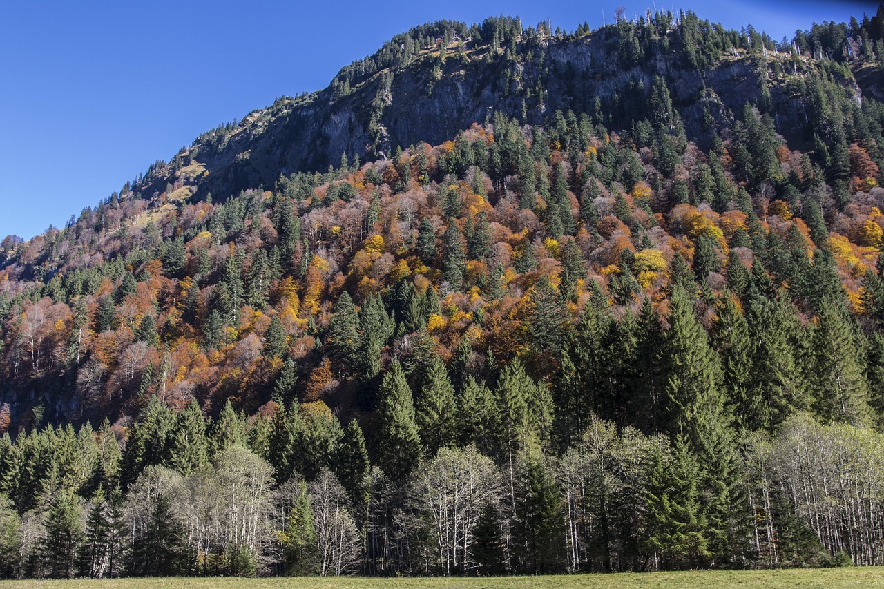Mountain Forest - free online jigsaw puzzle photo