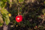 apple, fruit, apples