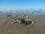 shell, north sea, beach