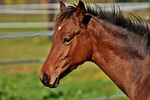 foal, horse, small horse