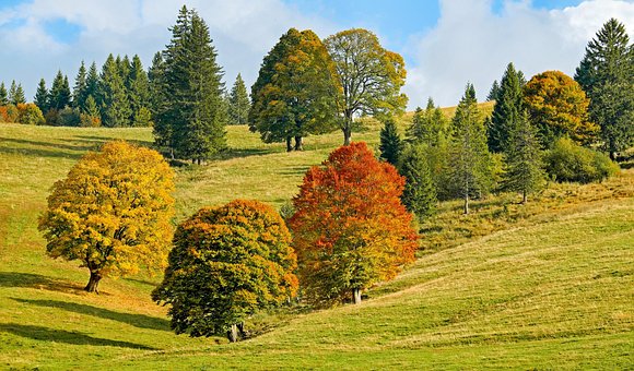 Autumn, Autumn Forest, Trees by Couleur Autumn, Autumn Forest, Trees