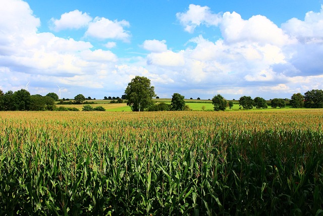 Korenveld, Landschap, Veld, Maïs, Zomer