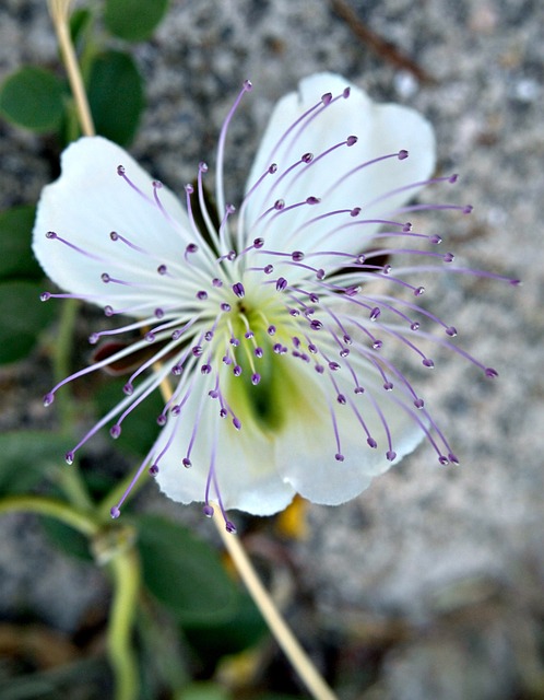 Naturaleza, Flor Silvestre, Macro