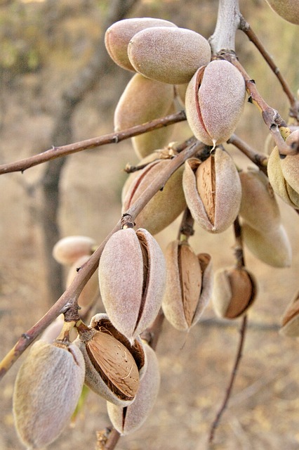 Naturaleza, Almendras, Frutos Secos