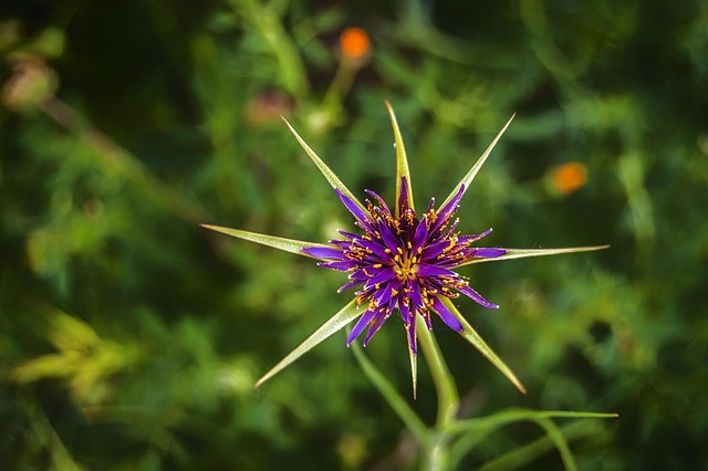 Naturaleza, Flor Silvestre, Macro