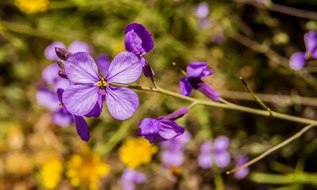 Naturaleza, Flor Silvestre, Macro