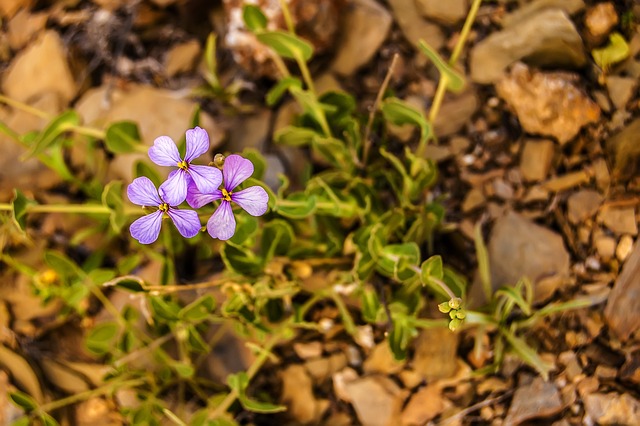 Naturaleza, Flores Silvestres, Macro