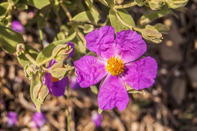Naturaleza, Flor Silvestre, Macro