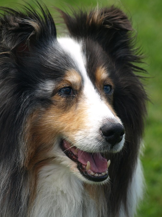 Sheltie Simple Image Sheltie Dog Pet - Free photo on Pixabay - Pixabay