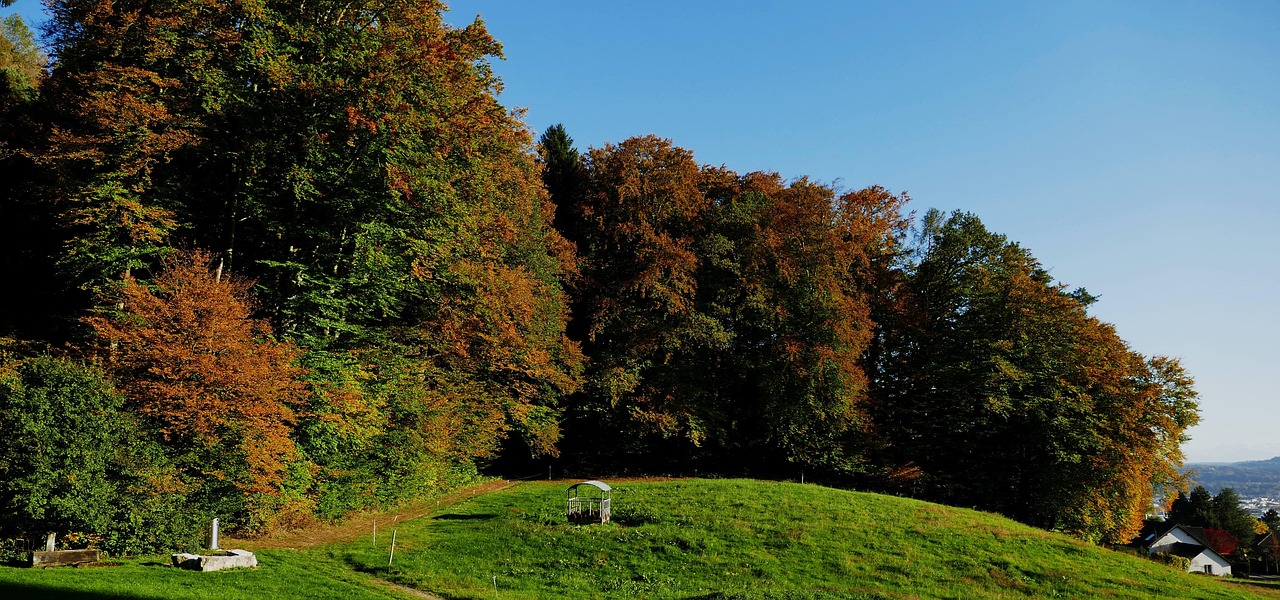 La Nature Forêt Lisière De - Photo gratuite sur Pixabay - Pixabay