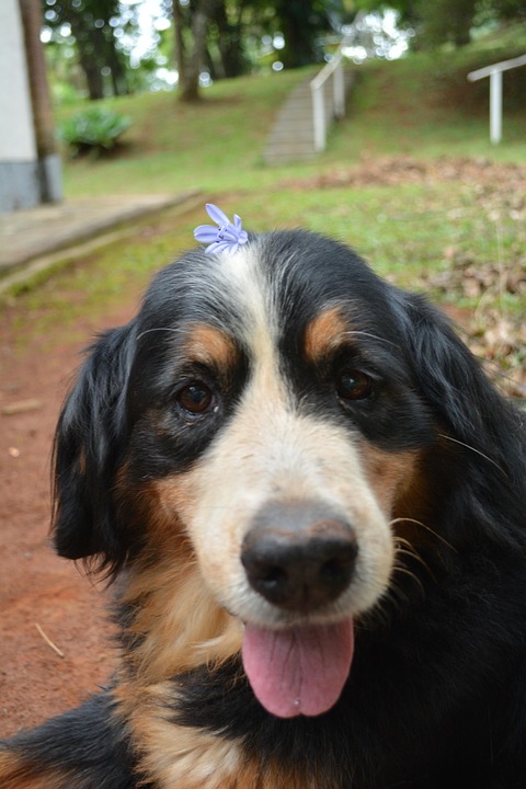 cute old dog