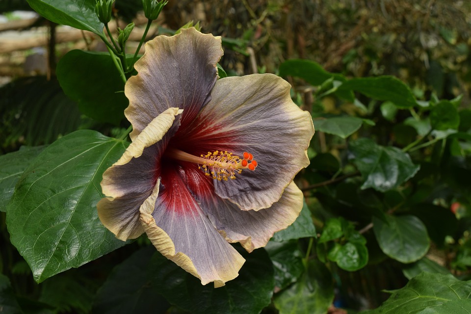 ハイビスカス エキゾチック 花 Pixabayの無料写真