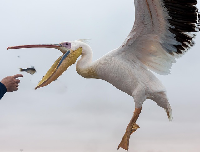 Free Pelican Bird photo and picture