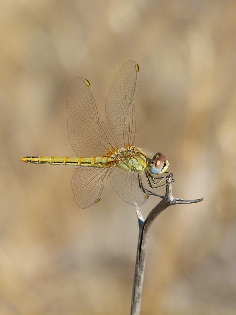 Dragonfly Yellow Branch - Free photo on Pixabay - Pixabay