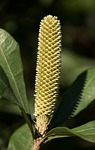 banksia, flower, bud