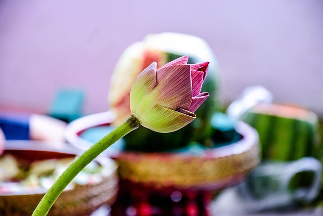 Lotus, ดอกบัว, ธรรมชาติ, Lotus, Lotus
