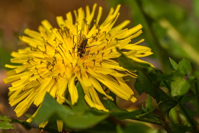 Free Dandelion Blossom photo and picture