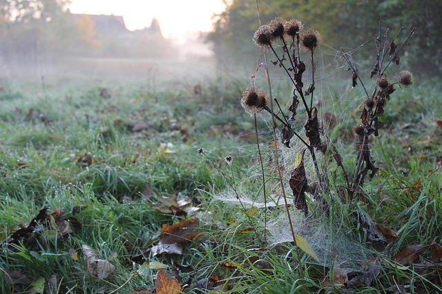 Free Tomorrow Dew photo and picture