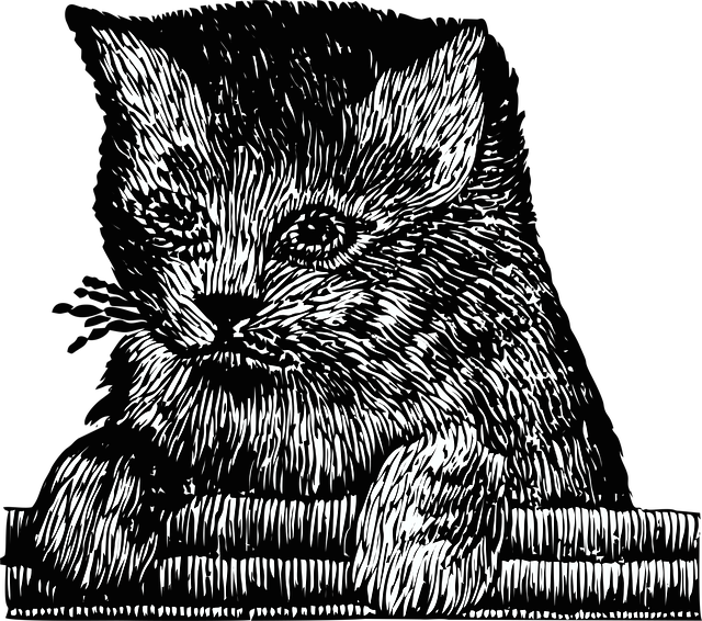 Free kitten cat pet vector