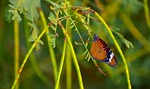 butterfly, pierid, lepidoptera