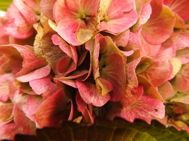 Free Hydrangea Bauer Hydrangea photo and picture