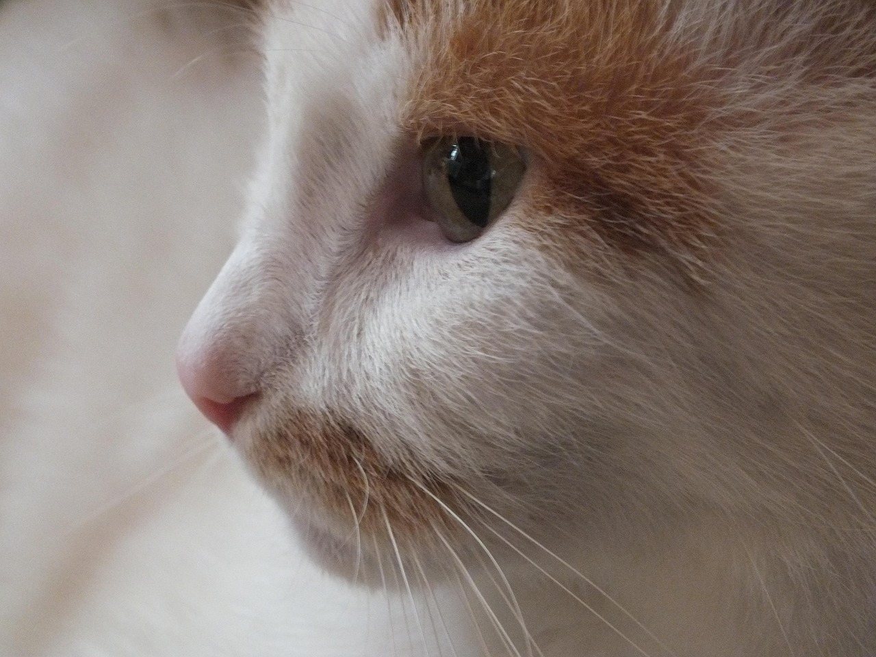 Free Cat Cat'S Eye photo and picture