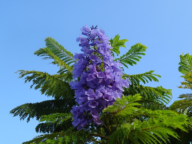 Free Yard Flowers Lilac photo and picture