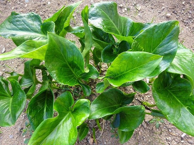 Free Yard Green Leaves photo and picture