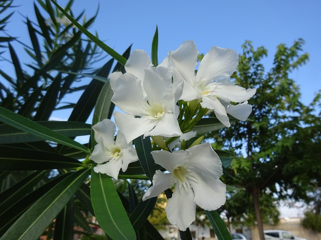 Free White Flowers Shrubs photo and picture