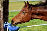 foal, horse, small horse