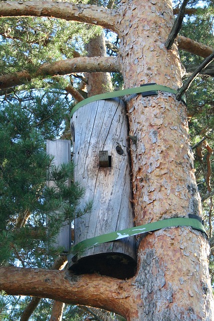 Free Pine Bees photo and picture