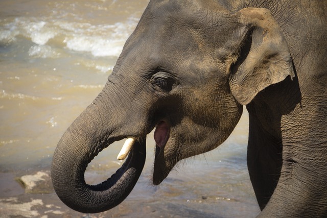 Elefant, Rüssel, Elefantenbaby, Tier