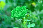 green rose, viridescent, verdant