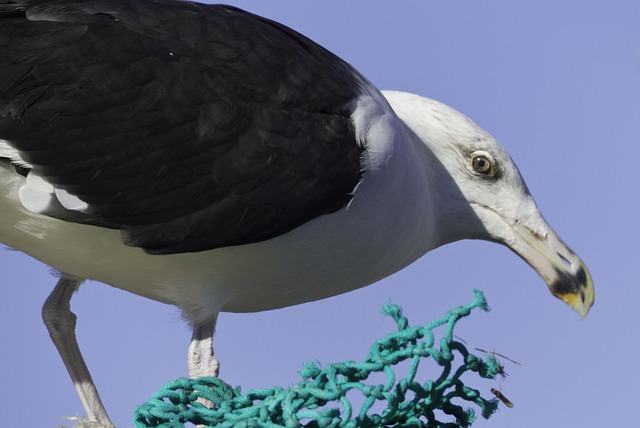Free Sea Bird Seagull photo and picture